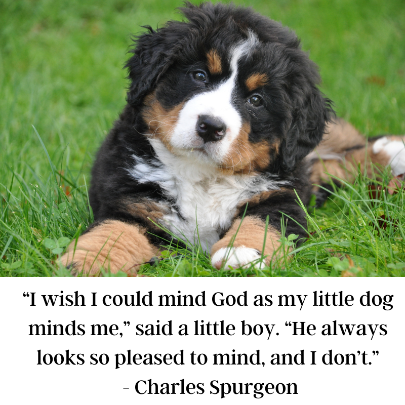 Wednesday’s Words, A Quote